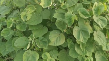 Yeşil abutilon theophrasti ot bitkisi.