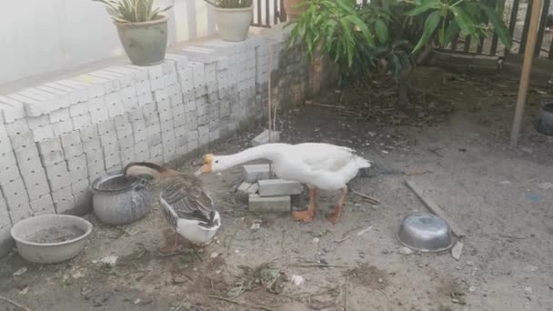 Weiße Und Graugans Füttern Auf Dem Bauernhof — Stockvideo