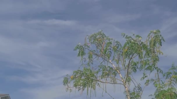 寻找绿叶前景的蓝天 — 图库视频影像