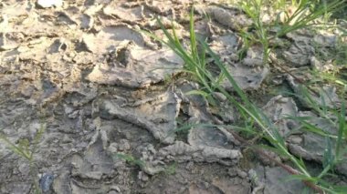 Toprak kuraklıktan çatlar.