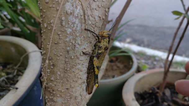 Sauterelle Jaune Cachée Autour Branche Plante — Video