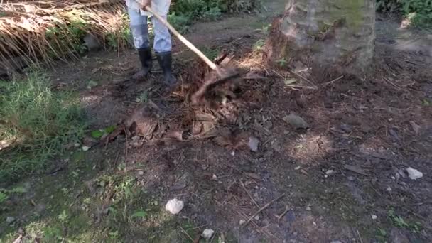 Nierozpoznana Osoba Używająca Zgrabiarki Ogrodowej Czyszczenia Kawałków Suszonych Gałęzi Liści — Wideo stockowe