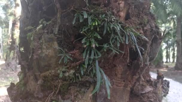 Vittaria Ensiformis Fern Прорастает Ствола Пальмы — стоковое видео