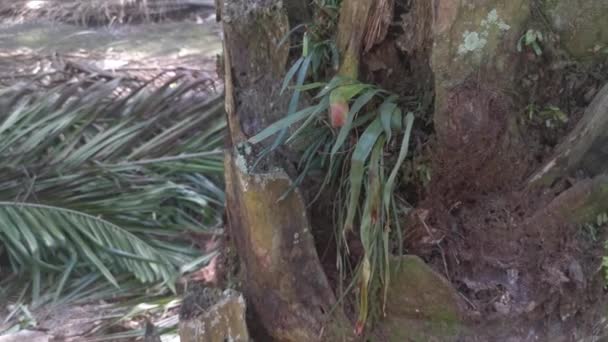 Vittaria Ensiformis Fern Прорастает Ствола Пальмы — стоковое видео