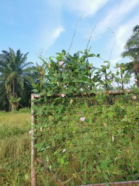 Eski paslı kapı yabani santrosema otuyla kaynıyor..
