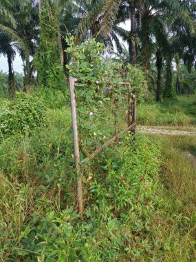 Eski paslı kapı yabani santrosema otuyla kaynıyor..