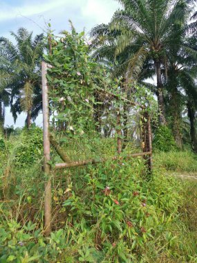 Eski paslı kapı yabani santrosema otuyla kaynıyor..