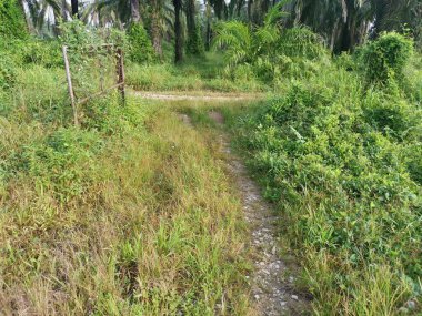 Eski paslı kapı yabani santrosema otuyla kaynıyor..