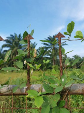 Eski paslı kapı yabani santrosema otuyla kaynıyor..