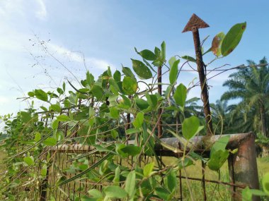Eski paslı kapı yabani santrosema otuyla kaynıyor..