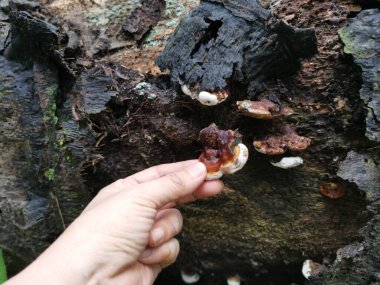 Ganoderma applanatum ahşap çürüme mantarı..