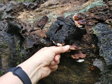 Ganoderma applanatum ahşap çürüme mantarı..