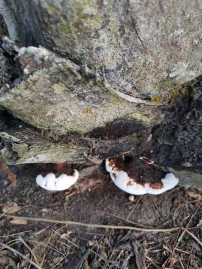 Ganoderma applanatum ahşap çürüme mantarı..