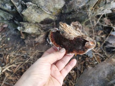 Ganoderma applanatum ahşap çürüme mantarı..