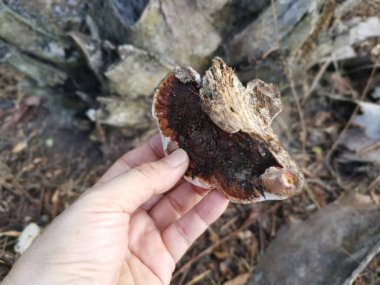 Ganoderma applanatum ahşap çürüme mantarı..