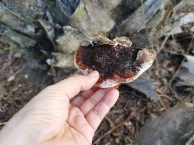 Ganoderma applanatum ahşap çürüme mantarı..