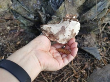 Ganoderma applanatum ahşap çürüme mantarı..