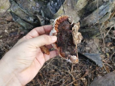 Ganoderma applanatum ahşap çürüme mantarı..
