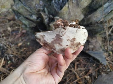 Ganoderma applanatum ahşap çürüme mantarı..