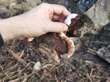 Ganoderma applanatum ahşap çürüme mantarı..