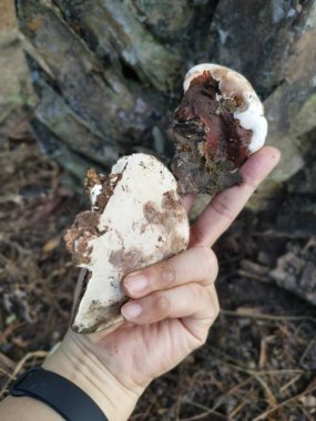 Ganoderma applanatum ahşap çürüme mantarı..