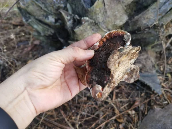 Ganoderma applanatum ahşap çürüme mantarı..