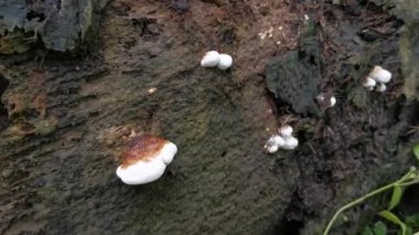 Ganoderma applanatum ahşap çürüme mantarı..