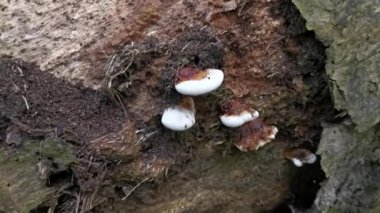 Ganoderma applanatum ahşap çürüme mantarı..