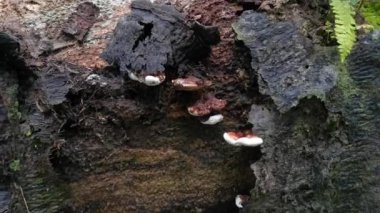 Ganoderma applanatum ahşap çürüme mantarı..