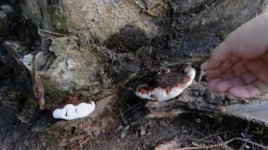 Ganoderma applanatum ahşap çürüme mantarı..