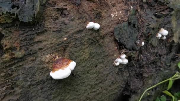 Ganoderma Applanatum Fungo Decaimento Madeira — Vídeo de Stock