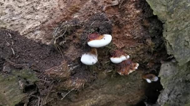 Ganoderma Applanatum Grzyb Rozkładu Drewna — Wideo stockowe