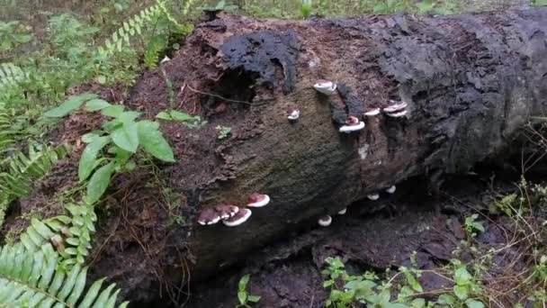 Ganoderma Applanatum Wood Decay Fungus — Stock video