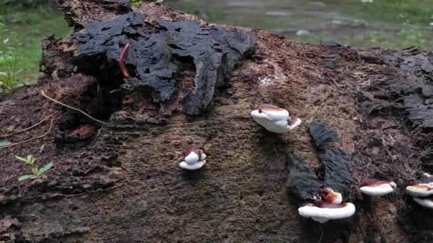 Ganoderma Applanatum Hongo Descomposición Madera — Vídeo de stock