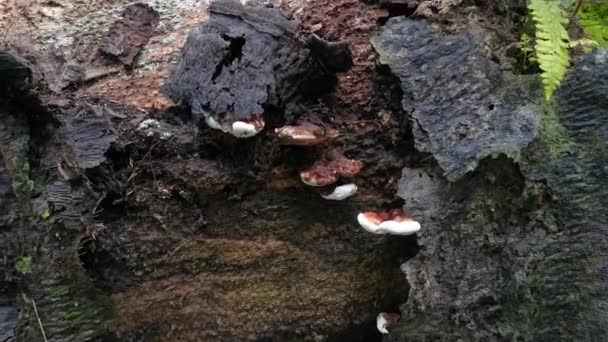 Ganoderma Applanatum Hongo Descomposición Madera — Vídeos de Stock