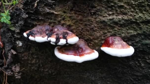 Ganoderma Applanatum Fungo Decaimento Madeira — Vídeo de Stock