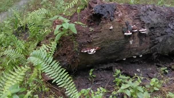 Ganoderma Applanatum Fungo Decaimento Madeira — Vídeo de Stock