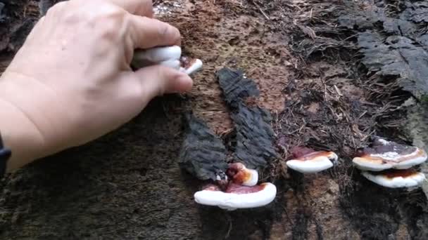 Ganoderma Applanatum Fungo Decomposizione Del Legno — Video Stock