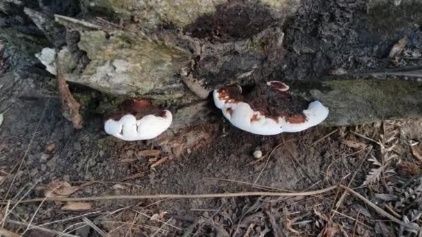 Ganoderma Applanatum Fungo Decaimento Madeira — Vídeo de Stock