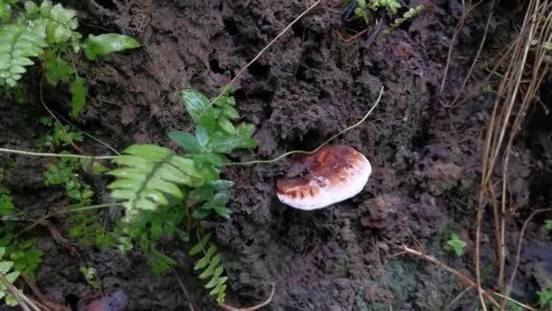 Ganoderma Applanatum Ξύλο Αποσύνθεση Μύκητα — Αρχείο Βίντεο