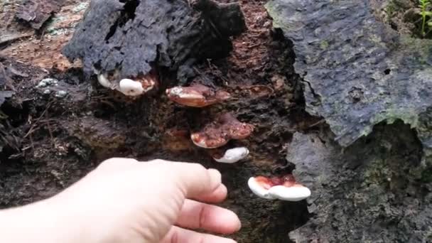 Ganoderma Applanatum Hongo Descomposición Madera — Vídeos de Stock