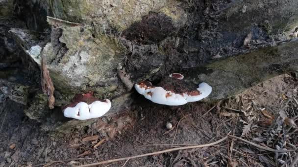 Ganoderma Applanatum Fungo Decomposizione Del Legno — Video Stock