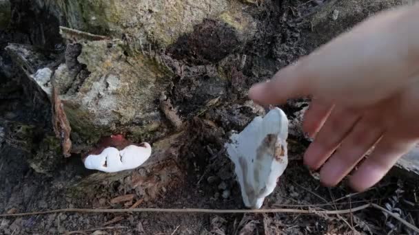 Ganoderma Applanatum Fungo Decaimento Madeira — Vídeo de Stock