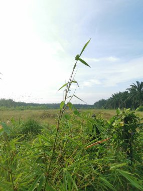 Yabani çalılıklarda yetişen çit bambu..
