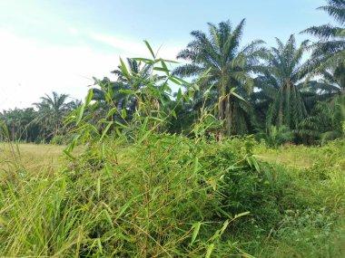 Yabani çalılıklarda yetişen çit bambu..