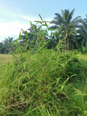Yabani çalılıklarda yetişen çit bambu..