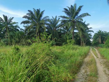 Yabani çalılıklarda yetişen çit bambu..