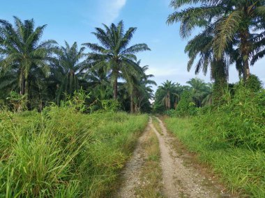 Yabani çalılıklarda yetişen çit bambu..