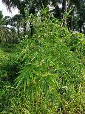 Yabani çalılıklarda yetişen çit bambu..