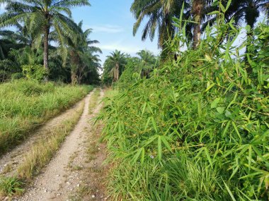 Yabani çalılıklarda yetişen çit bambu..